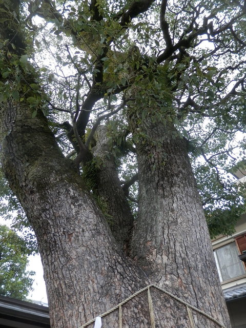 P1030034.JPG